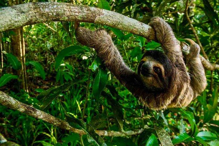 Gamboa Wildlife and Sloth Sanctuary Tour med afhentning