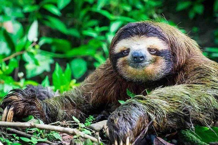 ピックアップ付きガンボア野生動物とナマケモノ保護区ツアー
