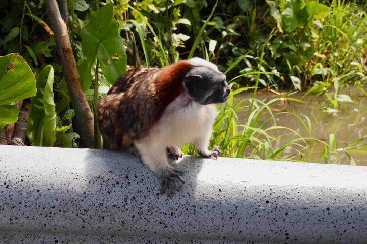 Gamboa Wildlife and Sloth Sanctuary Tour med afhentning