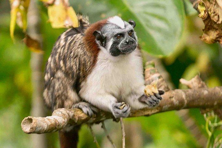 ピックアップ付きガンボア野生動物とナマケモノ保護区ツアー
