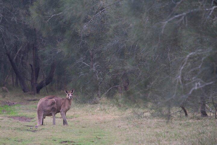 Canguros, manglares y el océano