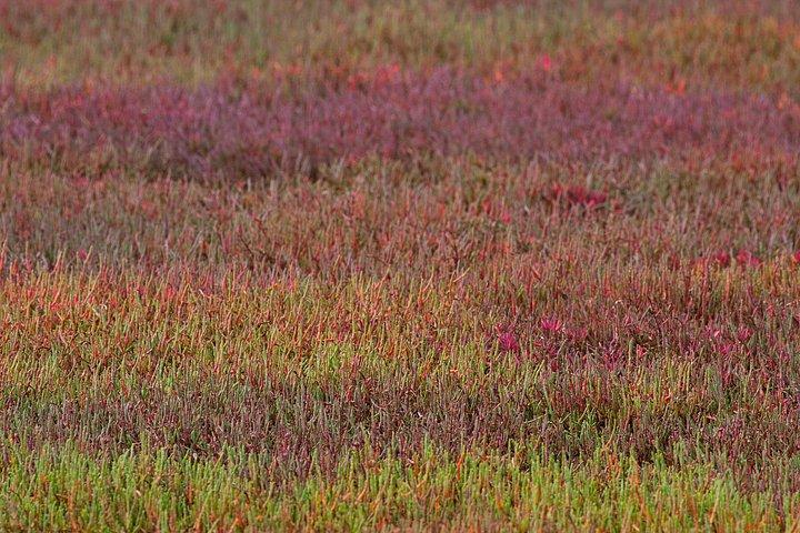 カンガルー、マングローブ、そして海