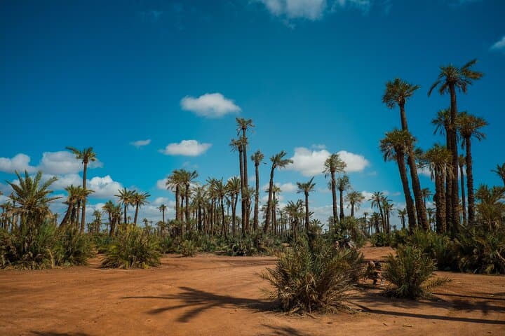 Sunset Camel Ride in the Palm Grove Of Marrakech