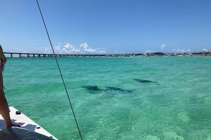 プライベートカタマラン：シュノーケリング、水泳、イルカウォッチング