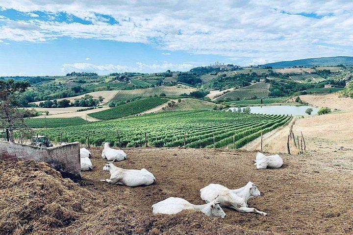 Small Group Wine Tour & San Gimignano Visit