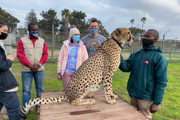 All-inclusive Big 5 Aquila Safari Game Drive Experience.