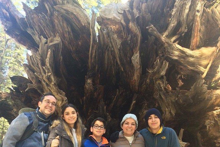 Big Trees Hike & Riverside Cookout Adventure