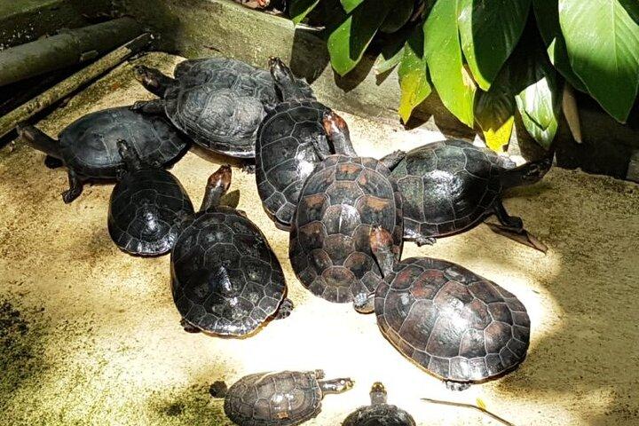 マナウスシティツアーとムーサ
