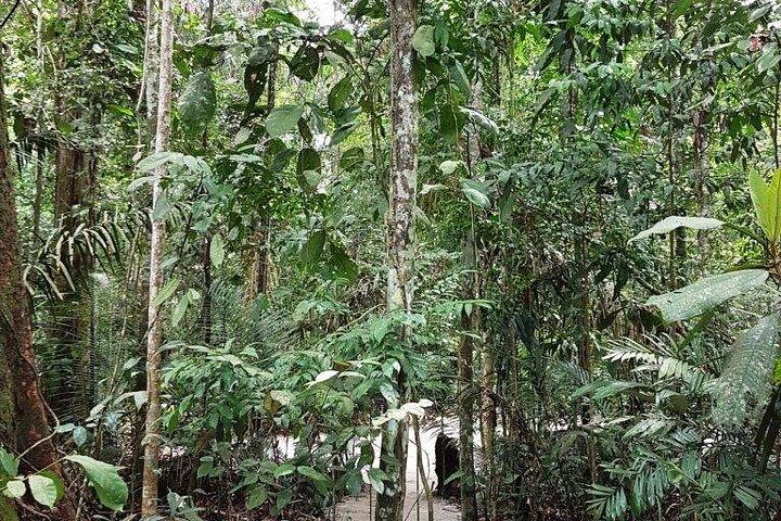 Amazon Natural Museums Combo INPA and MUSA