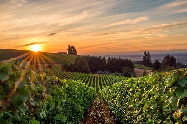 Full Day Guided Wine Tour with Tasting and Lunch