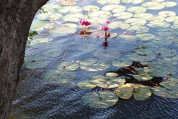 アナウィルンダワ湿地保護区への日帰りツアー