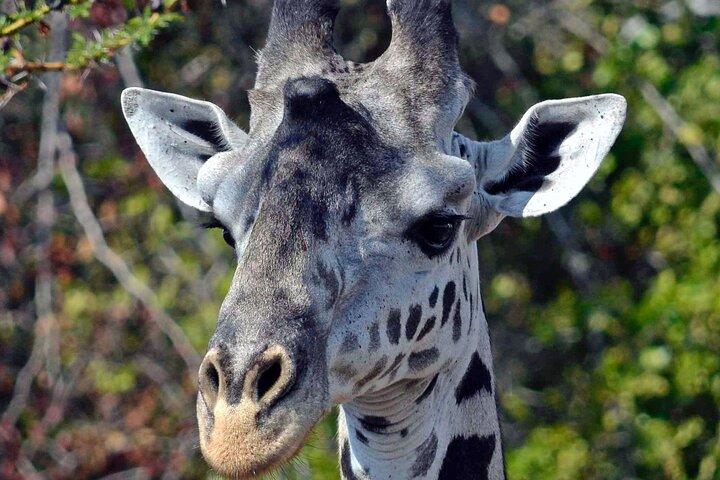 Safari économique de 5 jours au Kenya