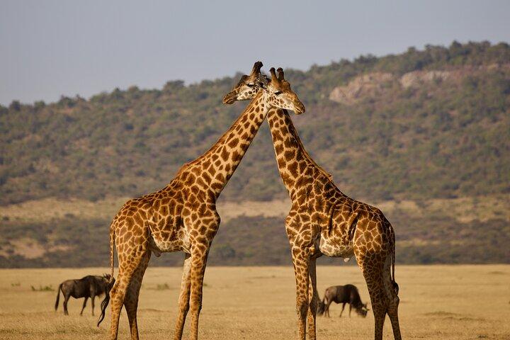 Safari économique de 5 jours au Kenya