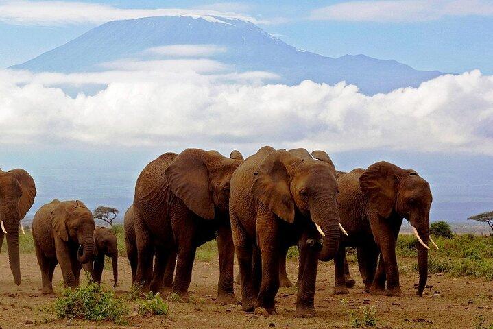 Safari tout compris de 2 jours au parc national Amboseli depuis Nairobi