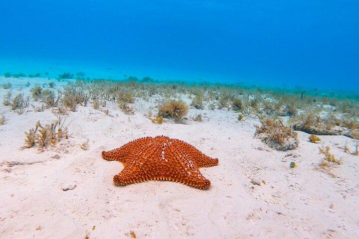 El Cielo, el impresionante tour de esnórquel de Cozumel Playa Cielito y almuerzo incluido