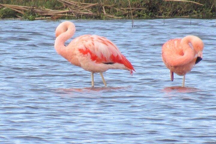 Excursion d'observation des oiseaux - Quenuir / Maullin en espagnol