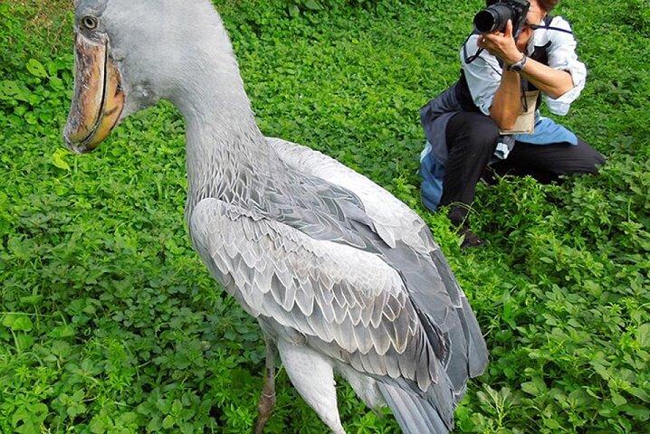 Experiência de 1 dia com cegonha e observação de pássaros