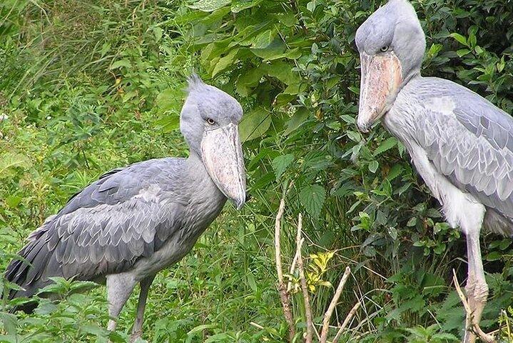 Experiência de 1 dia com cegonha e observação de pássaros
