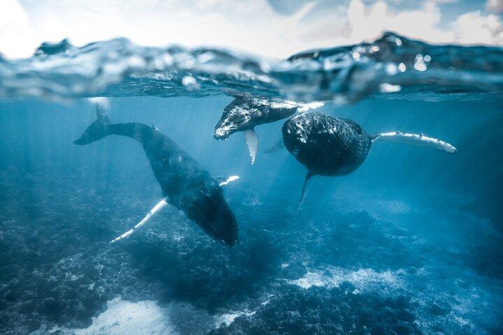 Observación de ballenas jorobadas y fauna marina de Moorea