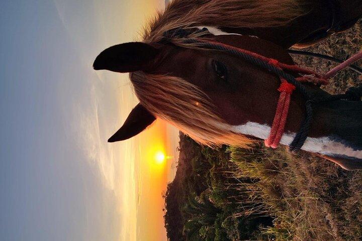 Paseos a caballo en Puerto Carrillo : Playa & Selva
