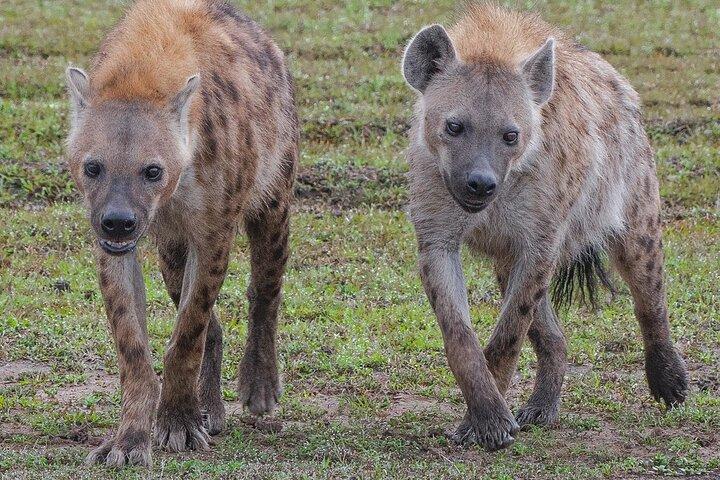 2-daagse Tsavo East privétour