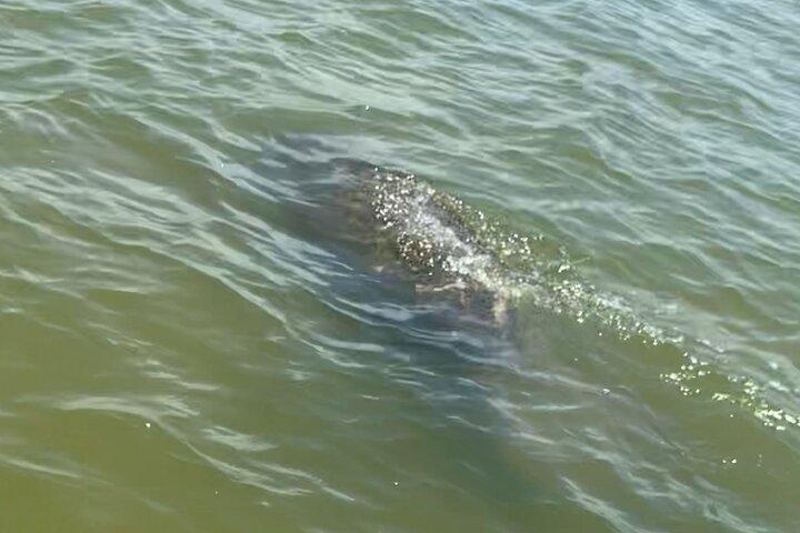 Nouveau tour d'aventure en kayak et SUP avec les dauphins et les lamantins de Smyrne