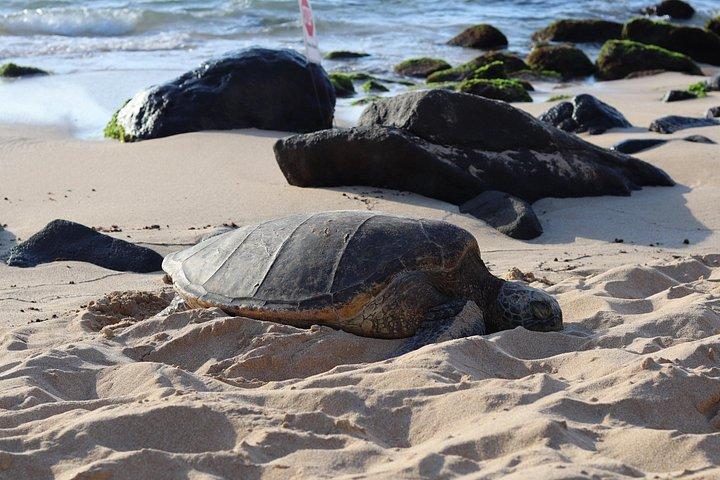 Circle Island Tour com snorkel e tartarugas