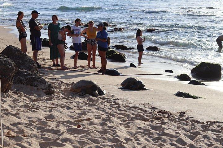Circle Island Tour com snorkel e tartarugas