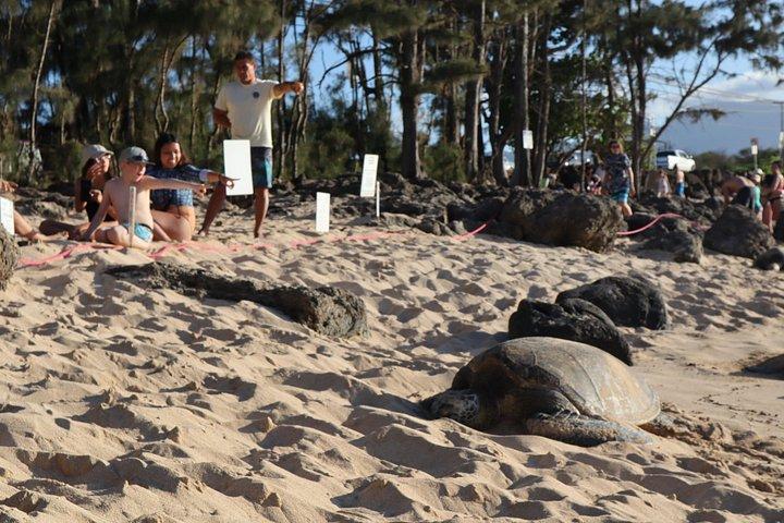 Circle Island Tour com snorkel e tartarugas