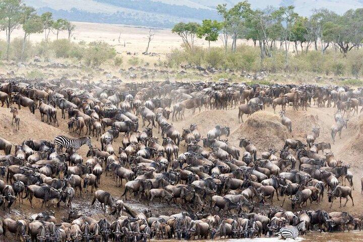 5 Tage Uganda Gorillas und Masai Mara Comfort Wildlife Safari