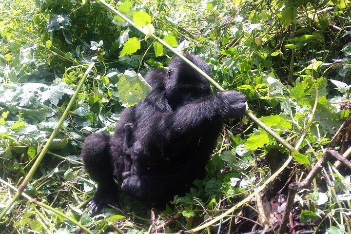 5 Tage Uganda Gorillas und Masai Mara Comfort Wildlife Safari
