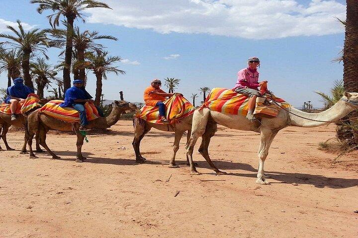 Sunset Camel Ride in de Palm Grove van Marrakech