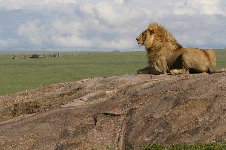 6 dages Uganda og Tanzania Safari (Serengeti og Bwindi)