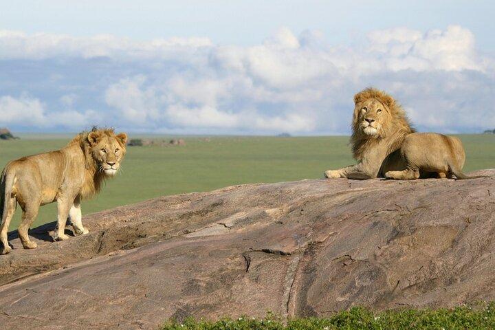 6 dages Uganda og Tanzania Safari (Serengeti og Bwindi)