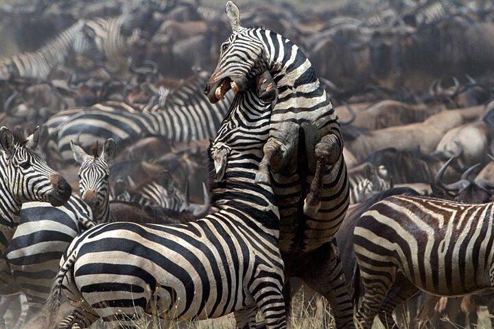 6 dages Uganda og Tanzania Safari (Serengeti og Bwindi)
