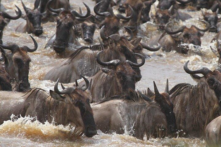 6 dages Uganda og Tanzania Safari (Serengeti og Bwindi)
