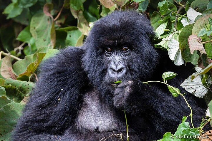 Dieci Giorni alla scoperta delle bellezze naturali del Ruanda