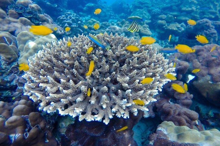 Best of Phi Phi Islands Snorkeling Tour from Phuket