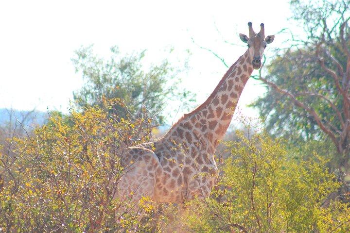 Chobe National Park Camping Safari From Victoria Falls (2 giorni e 2 notti)