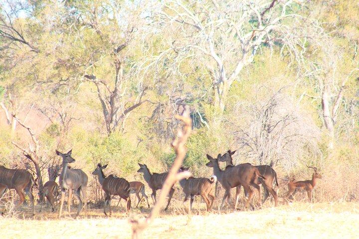 Chobe National Park Camping Safari From Victoria Falls (2 giorni e 2 notti)