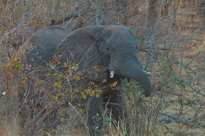 Chobe National Park Camping Safari From Victoria Falls (2 giorni e 2 notti)