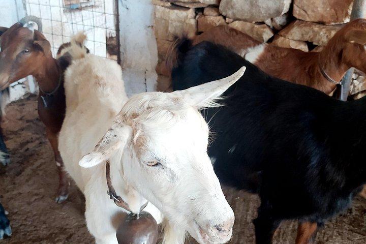 Naxos Farm Experience and cheese making