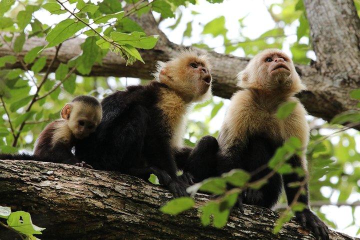 PRIVATE Guided Walk to the Monteverde Cloud Forest Preserve