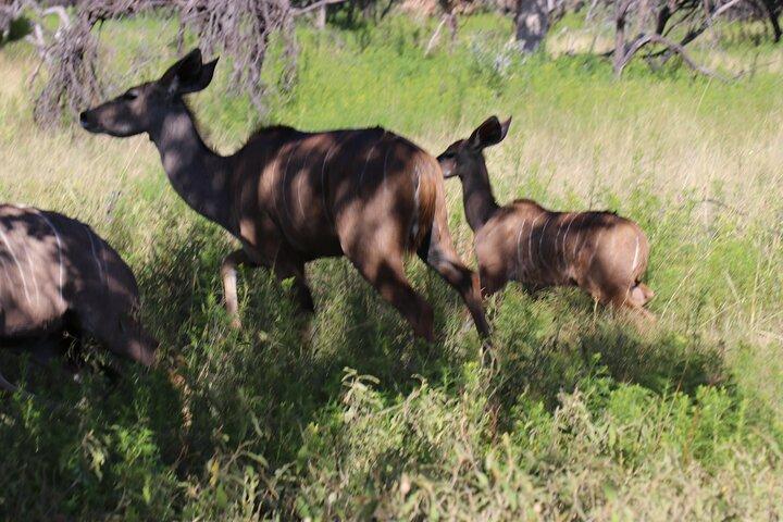 Avventura Safari a cavallo ad Hartbeespoort da Johannesburg