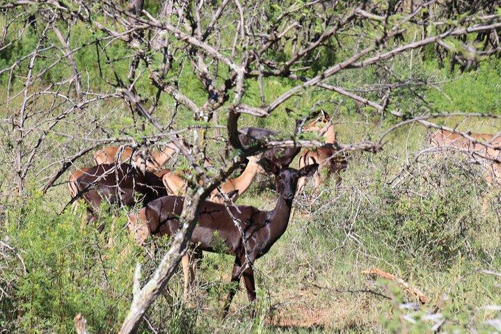 Avventura Safari a cavallo ad Hartbeespoort da Johannesburg