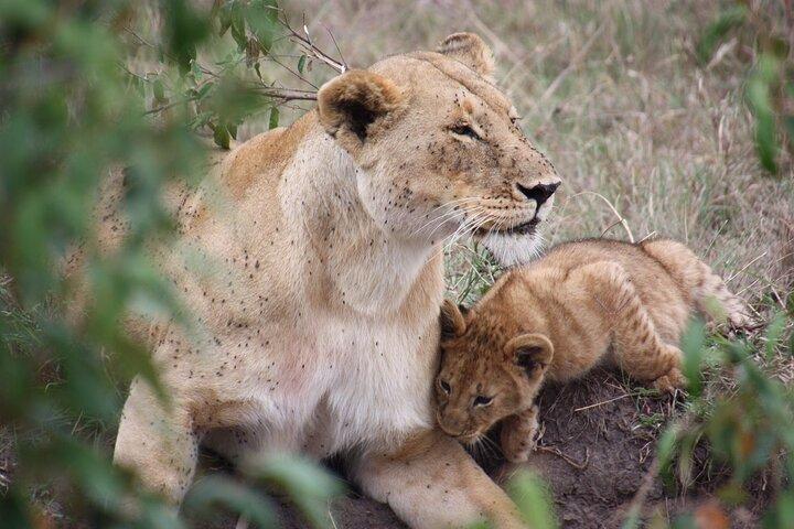 Safari di 3 giorni in due parchi nazionali