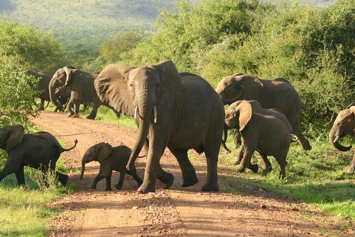 9-daagse Tanzania en Rwanda Gorilla Trekking Private Safari