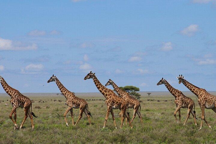 9-dagars Tanzania och Rwanda Gorilla Trekking Privat Safari
