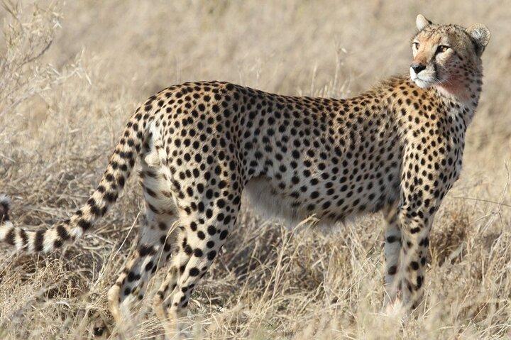 9-dagars Tanzania och Rwanda Gorilla Trekking Privat Safari