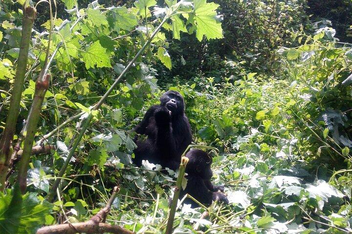 9-dagars Tanzania och Rwanda Gorilla Trekking Privat Safari